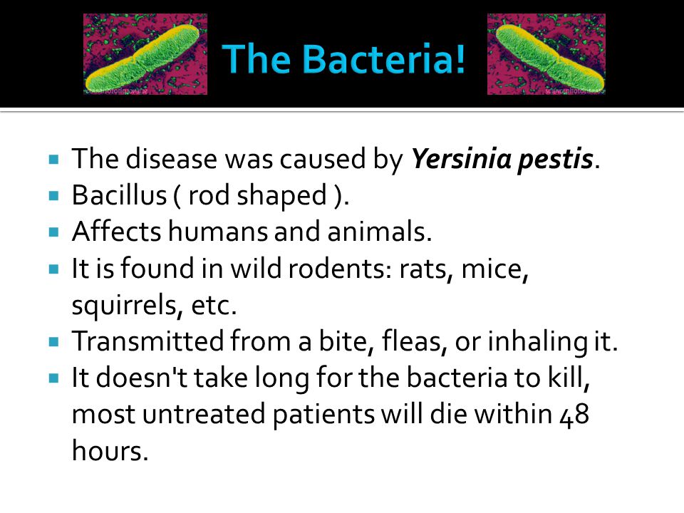 An overview of the plague caused by the yersinia pestis